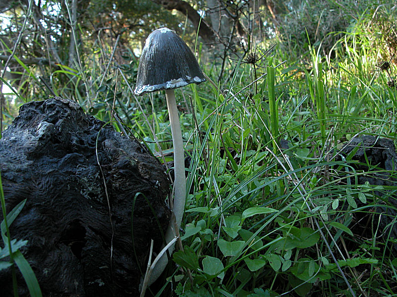 I miei primi Coprinopsis